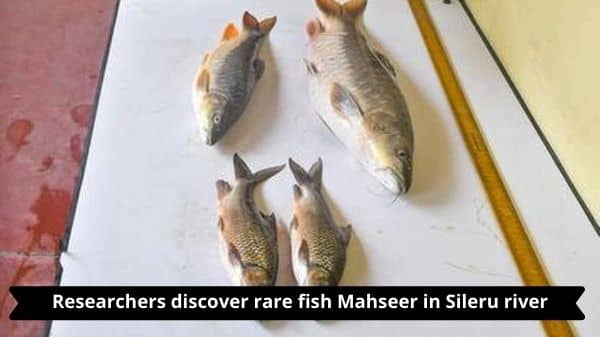 Researchers discover rare fish Mahseer