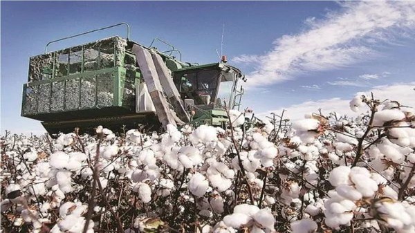 World Cotton Day 2021: Date, Theme, History, Significance