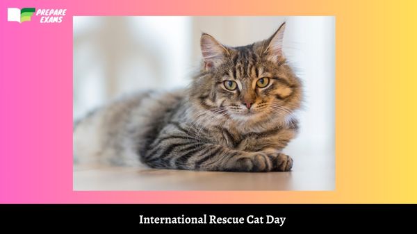 International Rescue Cat Day 2024 Date, History, Significance